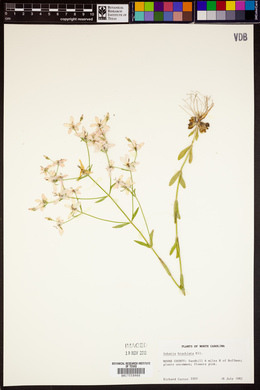 Sabatia brachiata image