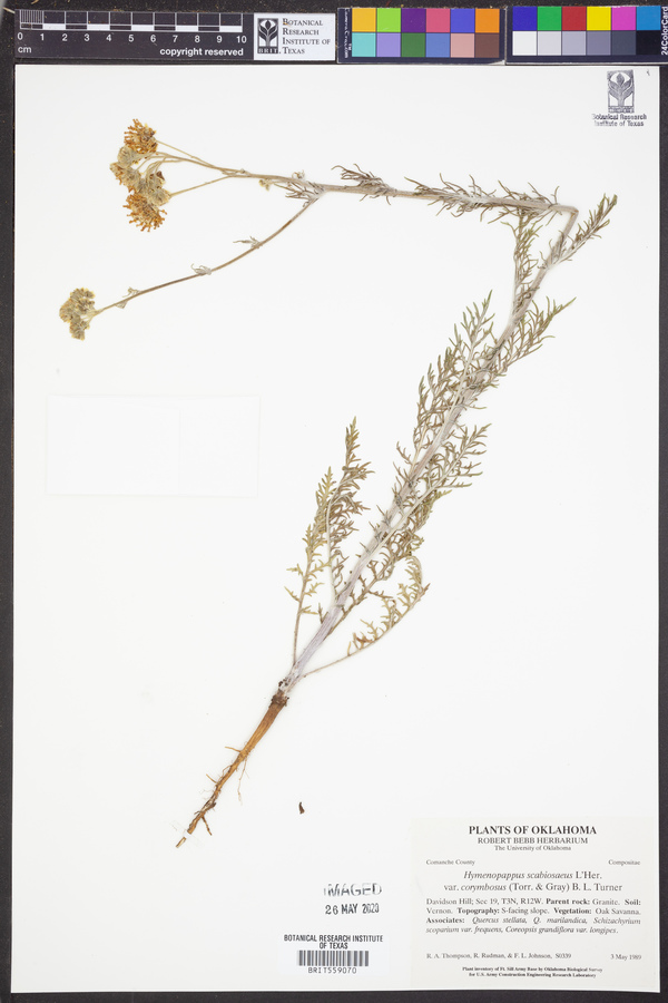 Hymenopappus scabiosaeus image