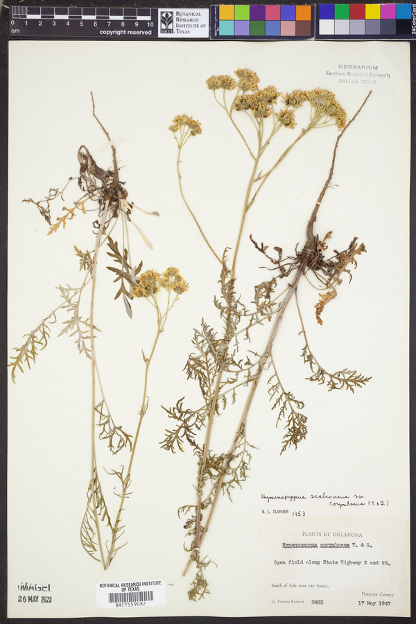 Hymenopappus scabiosaeus var. corymbosus image