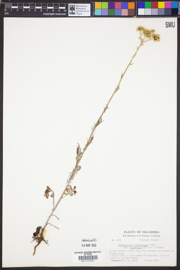 Hymenopappus scabiosaeus image