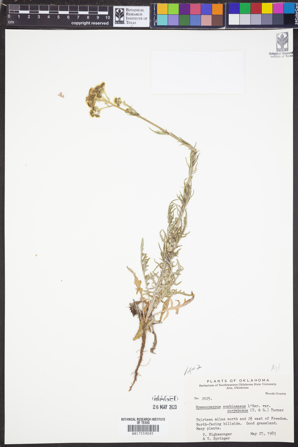 Hymenopappus scabiosaeus image