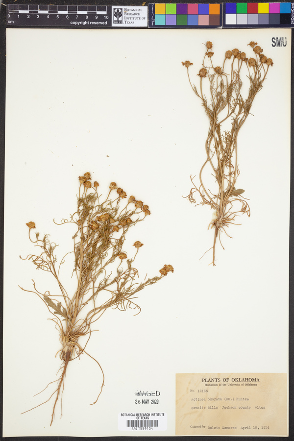 Actinea odorata image