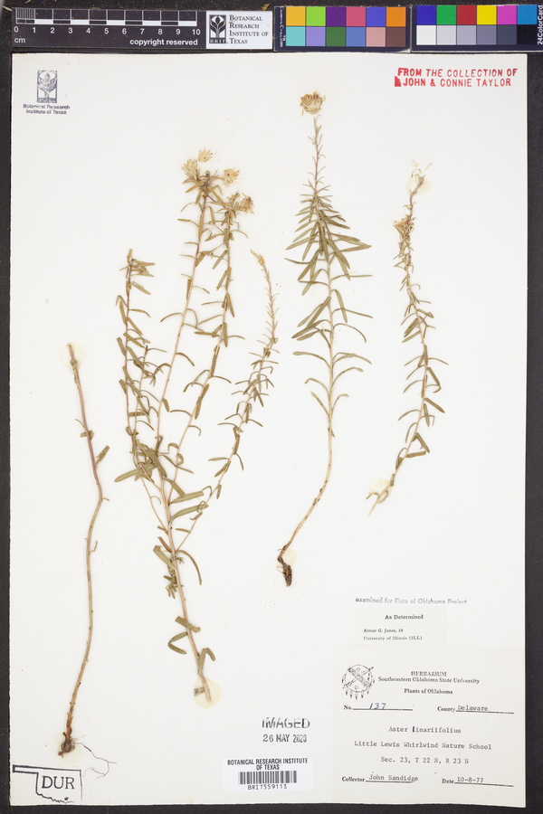 Aster linariifolius image