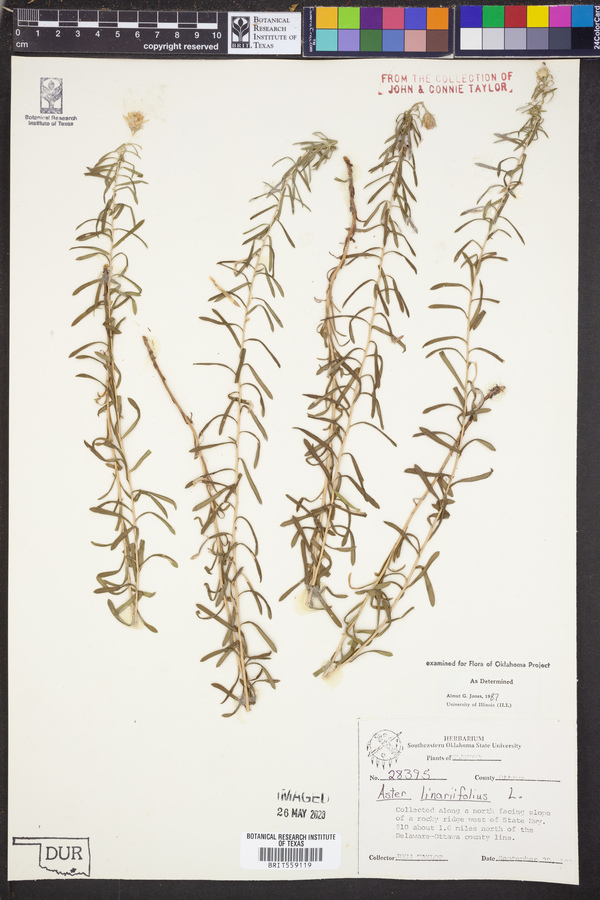 Aster linariifolius image