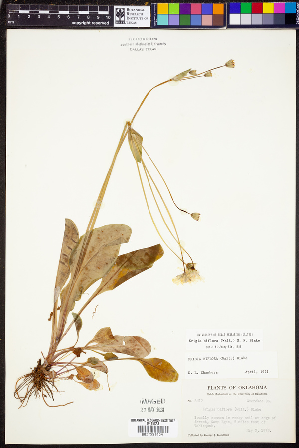 Krigia biflora image