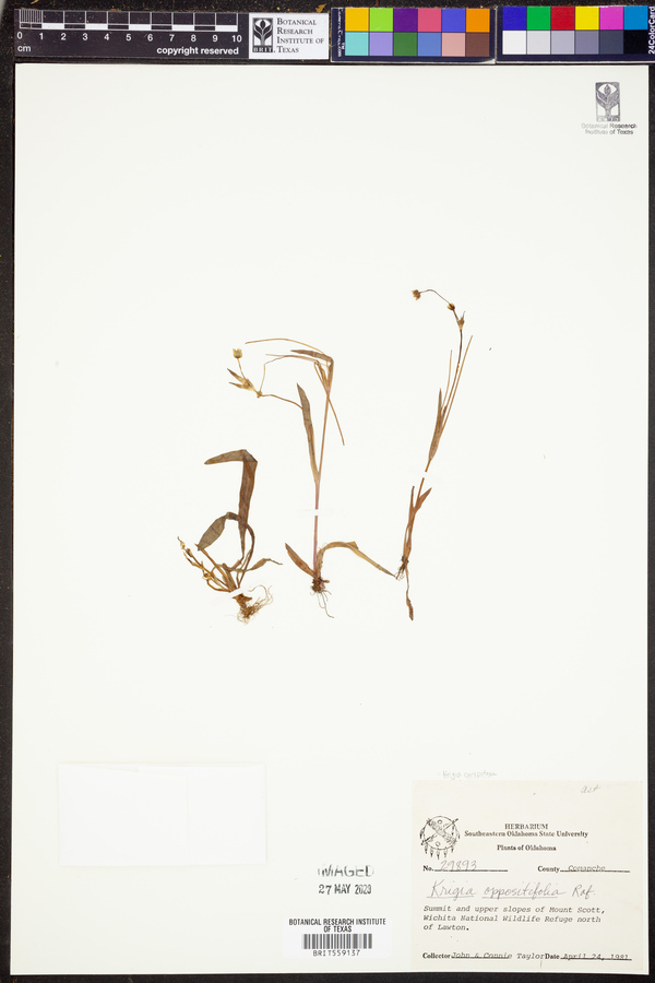 Krigia cespitosa image