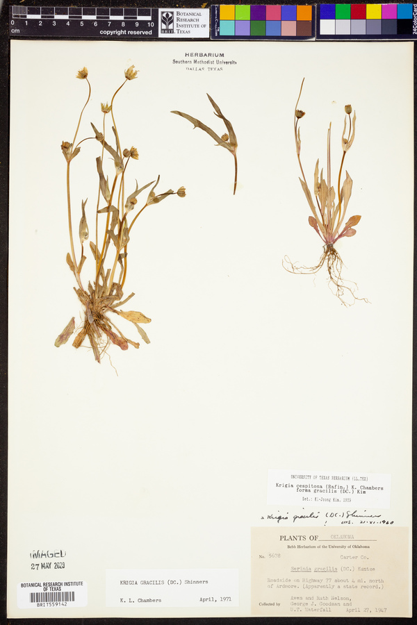 Krigia cespitosa image