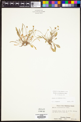 Krigia occidentalis image
