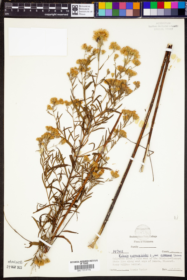 Kuhnia eupatorioides var. ozarkana image