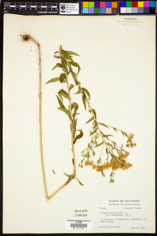 Kuhnia eupatorioides var. corymbulosa image