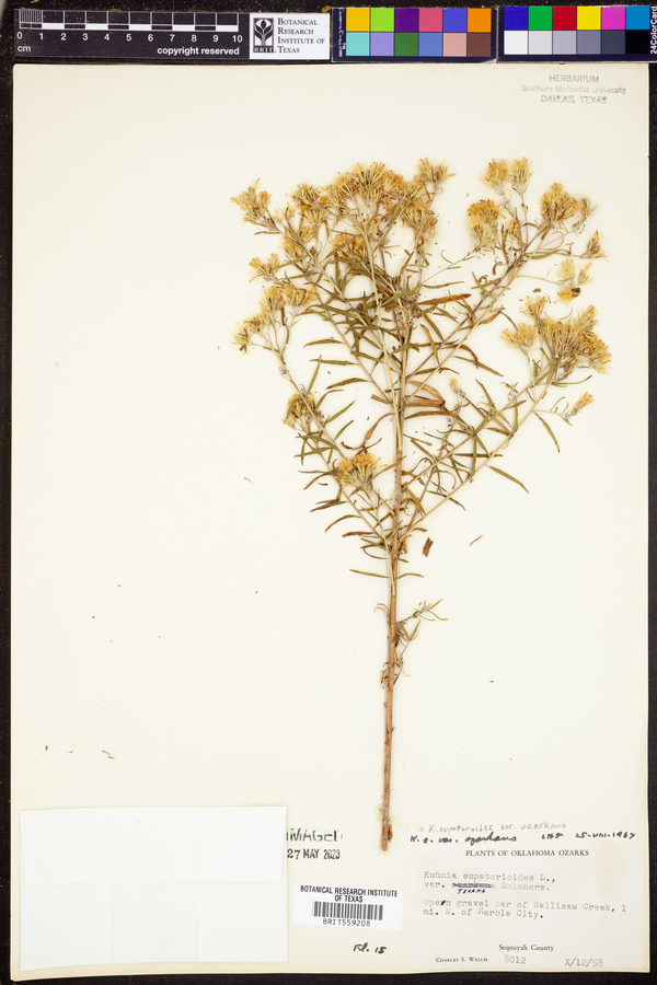 Kuhnia eupatorioides var. ozarkana image