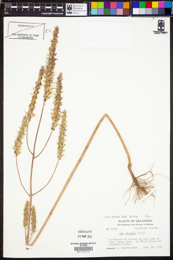 Iva annua var. annua image
