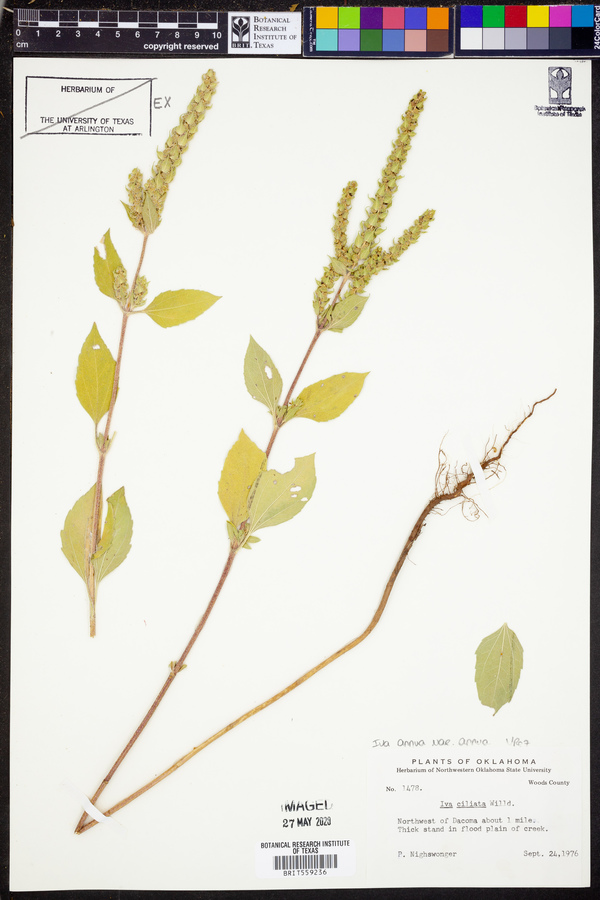 Iva annua var. annua image