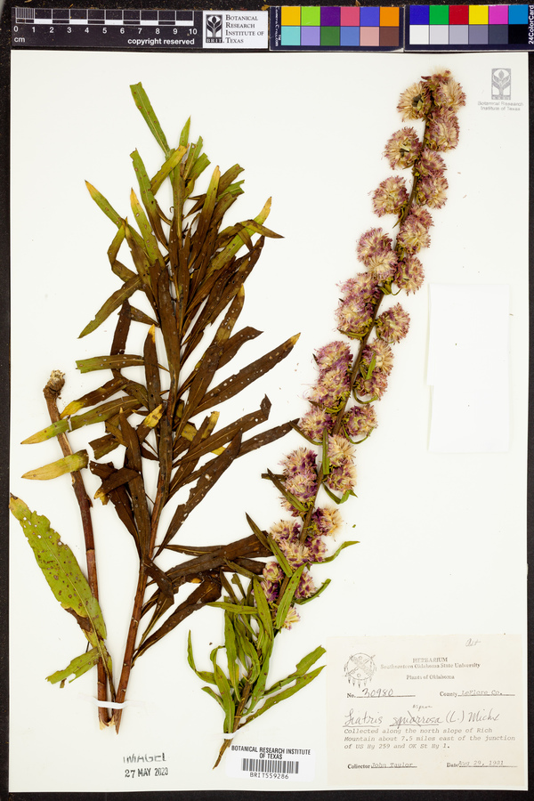 Liatris aspera image