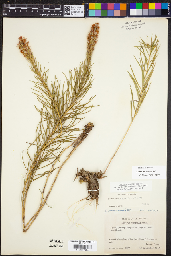 Liatris mucronata image