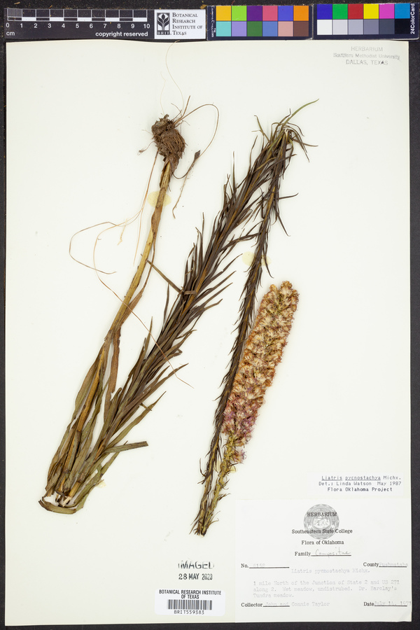 Liatris pycnostachya image