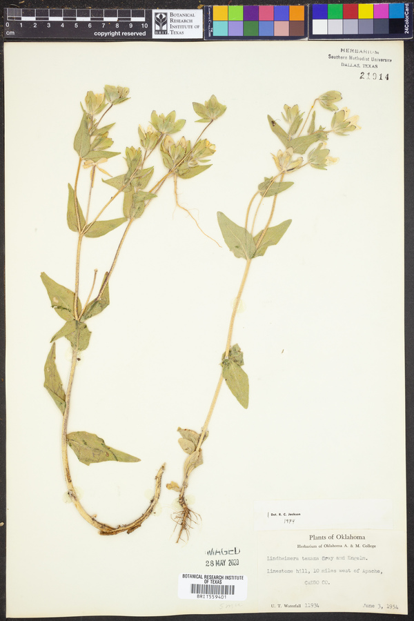 Lindheimera texana image