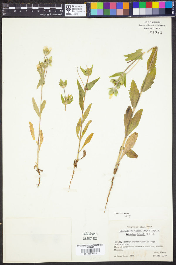 Lindheimera image