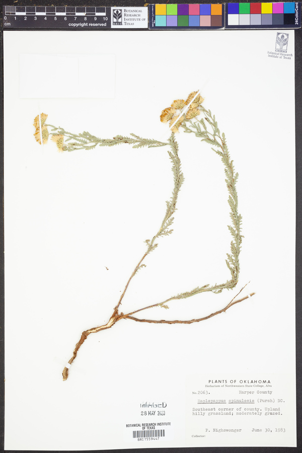 Machaeranthera canescens var. canescens image