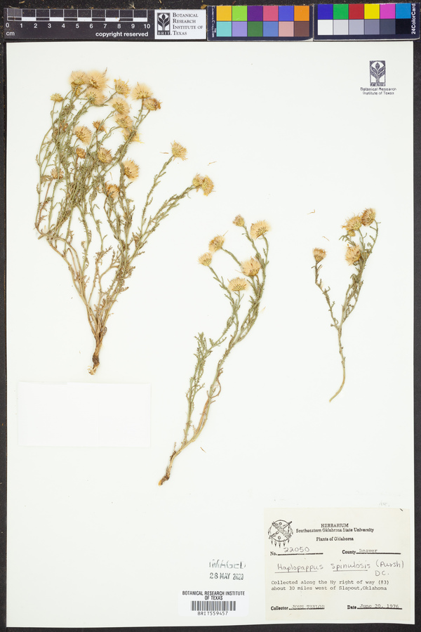 Machaeranthera canescens var. canescens image