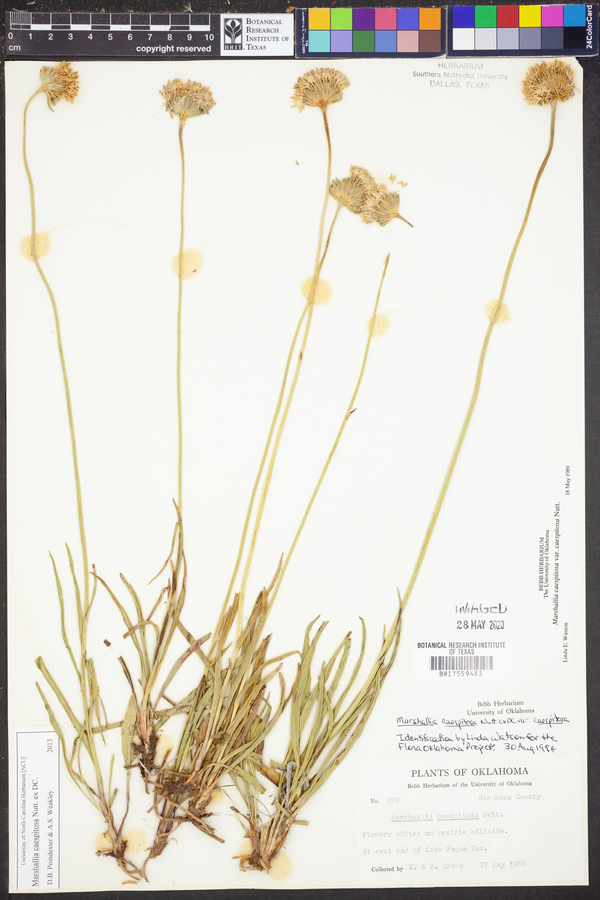Marshallia caespitosa image