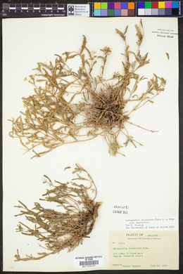 Melampodium leucanthum var. leucanthum image