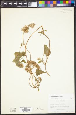 Mikania scandens image