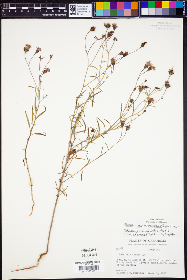Palafoxia rosea var. macrolepis image