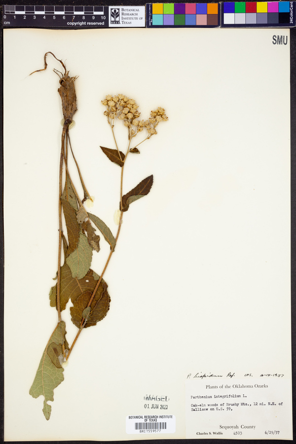 Parthenium hispidum image