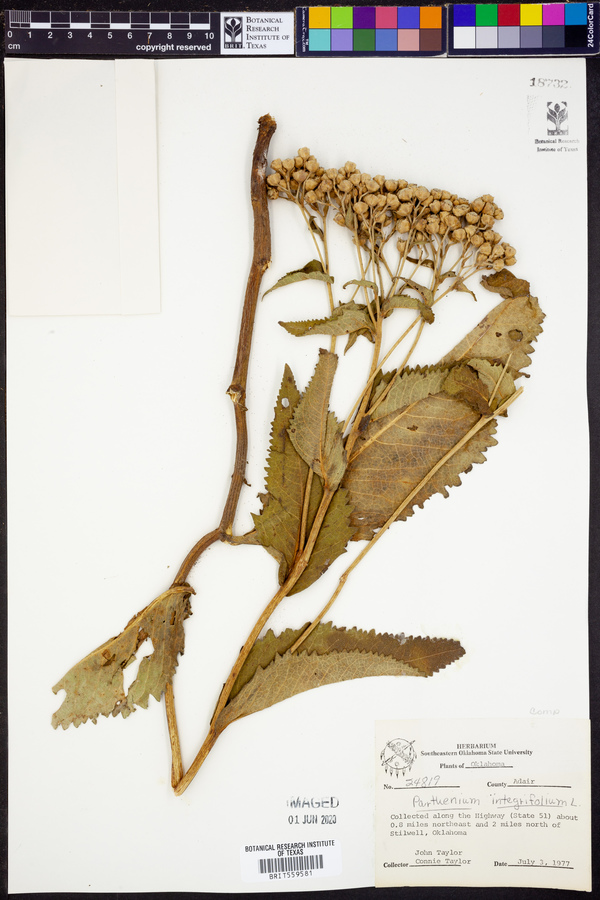 Parthenium integrifolium image