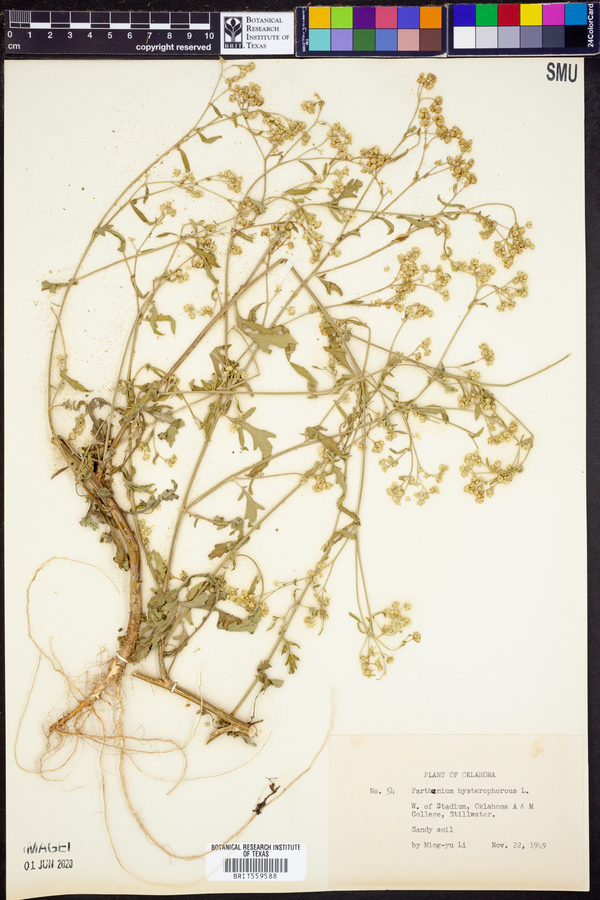 Parthenium hysterophorus image