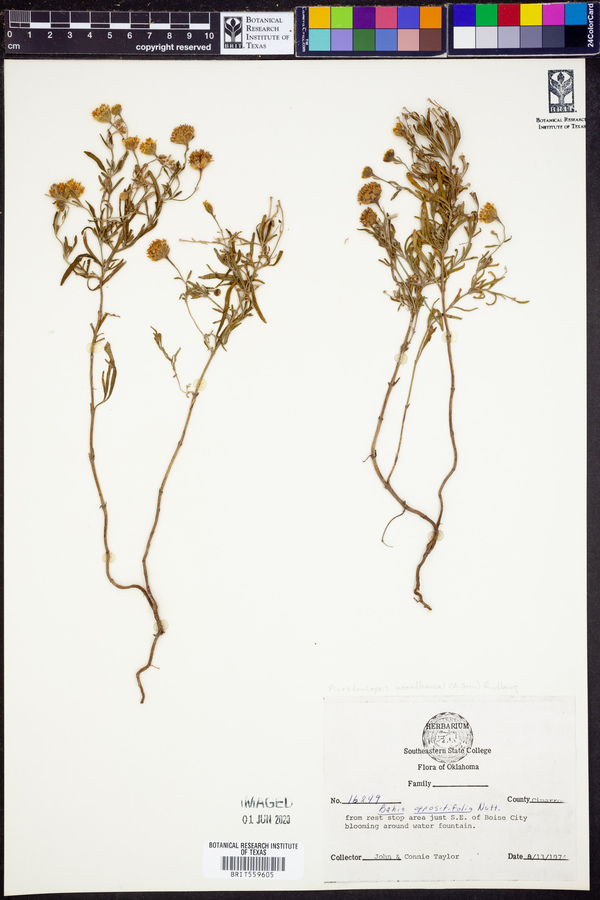 Picradeniopsis woodhousei image