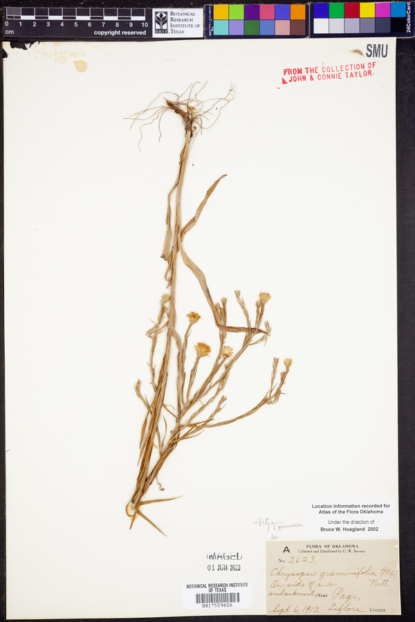 Pityopsis graminifolia image