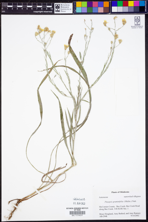 Pityopsis graminifolia image