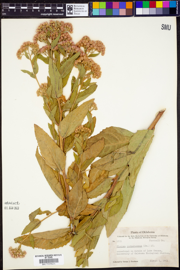 Pluchea odorata var. odorata image