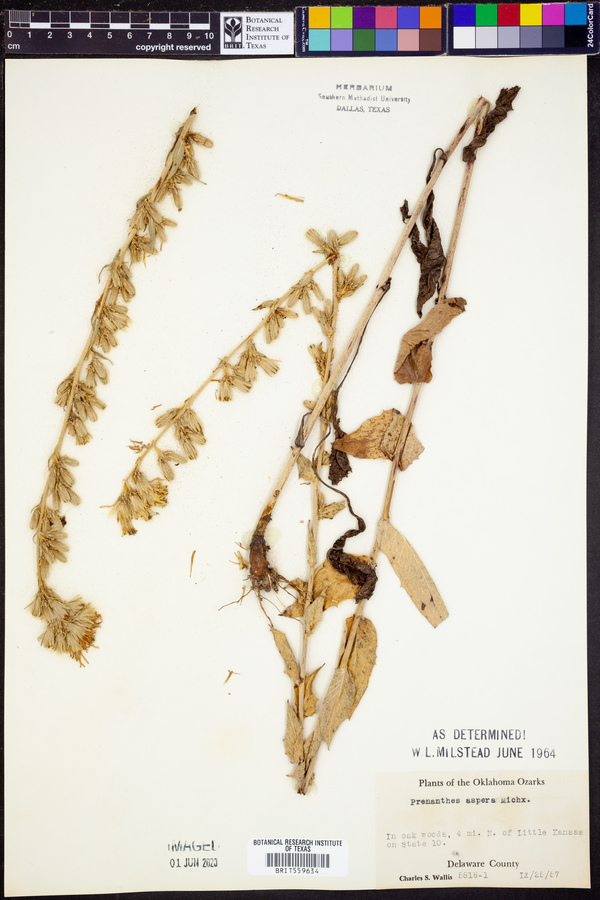 Prenanthes aspera image