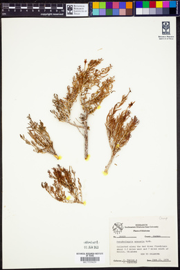 Pseudoclappia arenaria image
