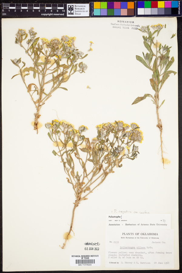 Psilostrophe villosa image