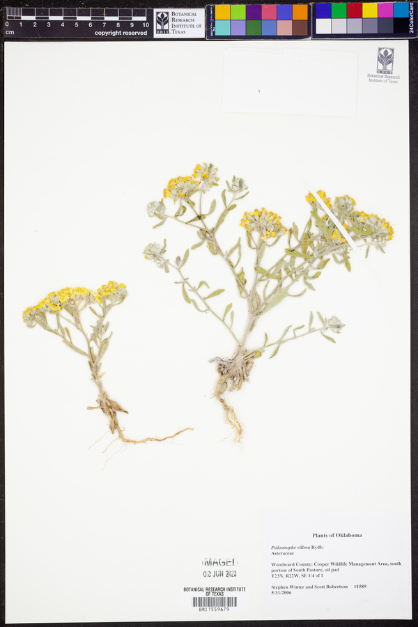 Psilostrophe villosa image