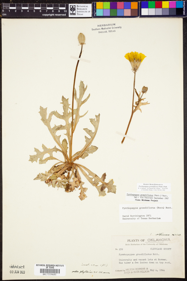Pyrrhopappus grandiflorus image