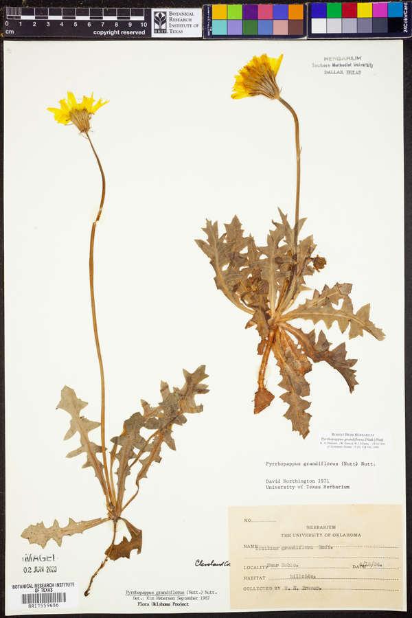 Pyrrhopappus grandiflorus image