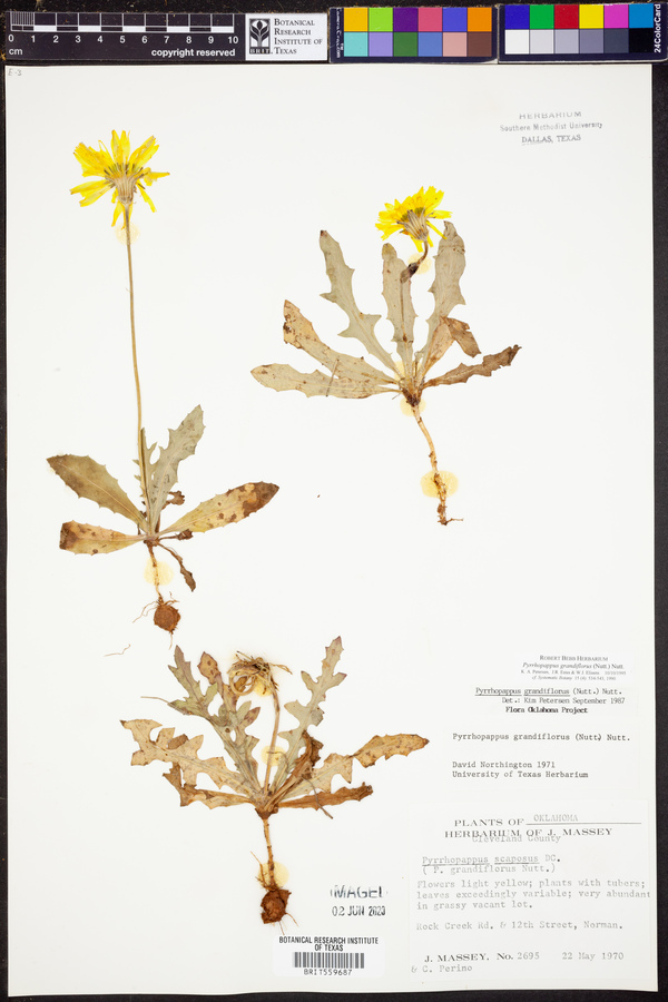 Pyrrhopappus grandiflorus image