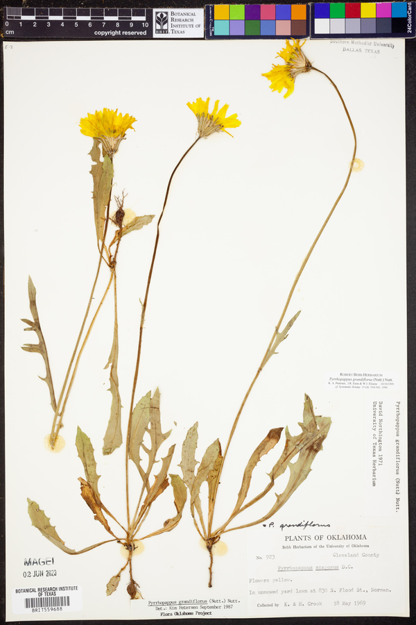 Pyrrhopappus grandiflorus image