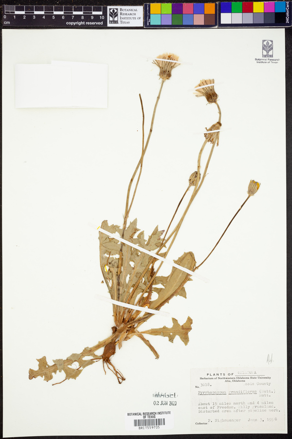 Pyrrhopappus grandiflorus image