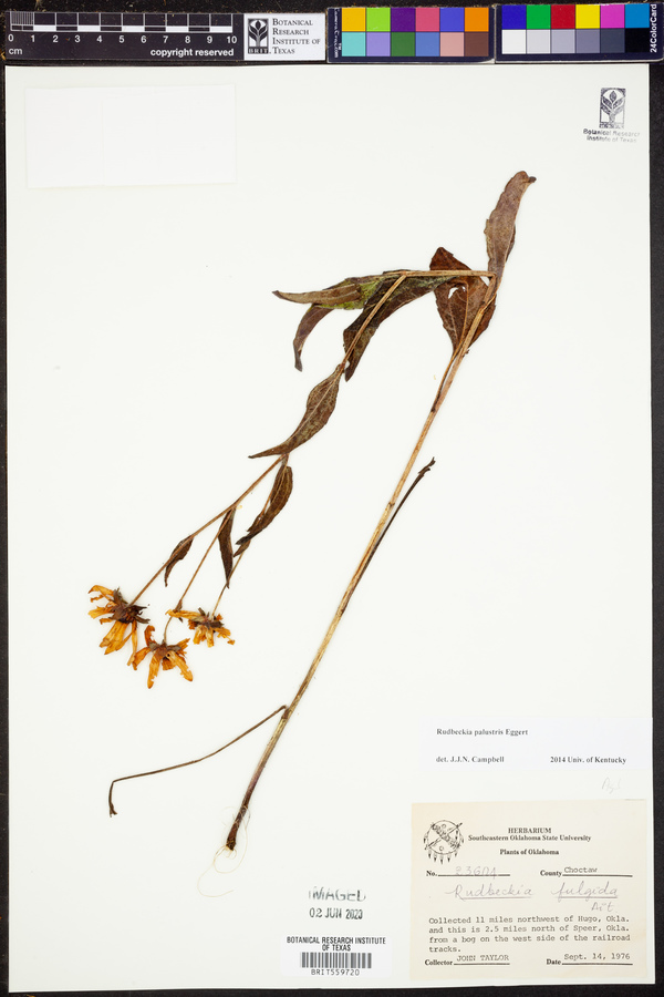 Rudbeckia palustris image