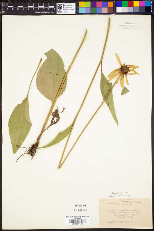 Rudbeckia grandiflora image