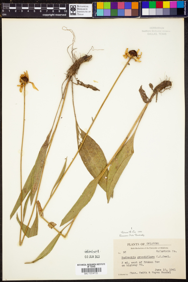 Rudbeckia grandiflora var. grandiflora image