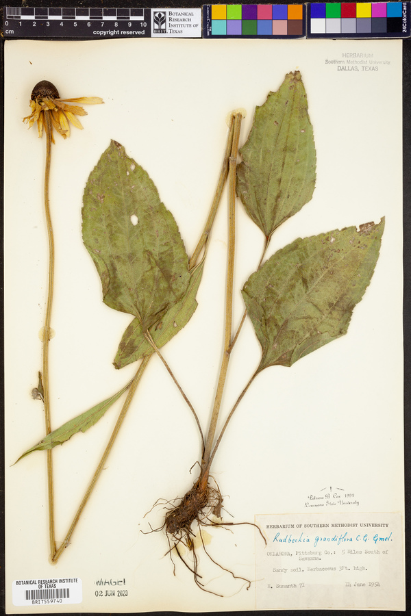 Rudbeckia grandiflora image