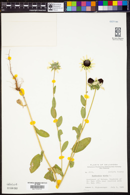 Rudbeckia hirta image