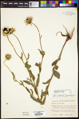 Rudbeckia hirta image